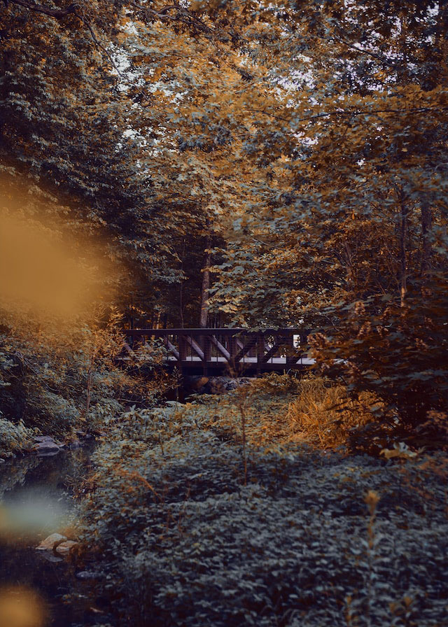 A bridge nestled in a forest in Arkansas.
