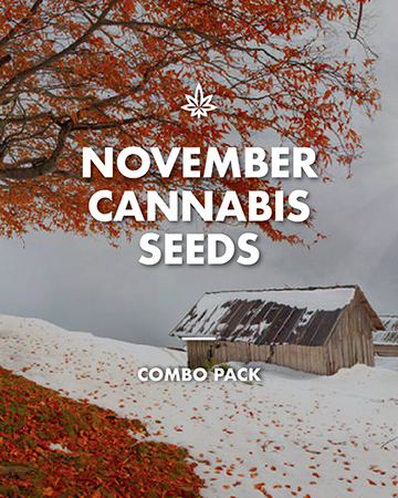 GCS special november cannabis seeds combo pack
