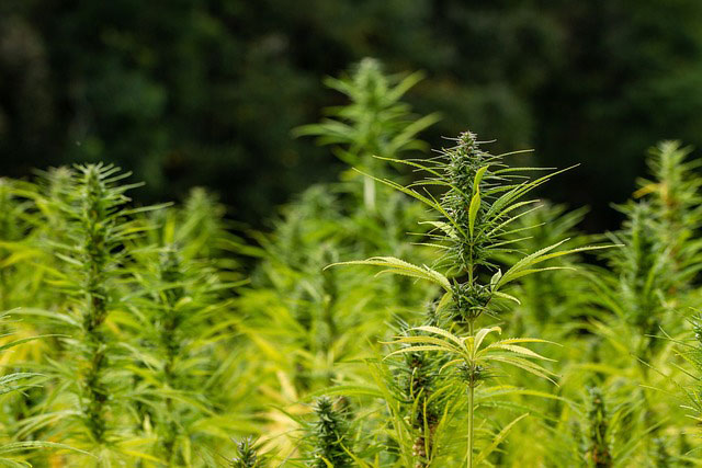 Outdoor cannabis crops