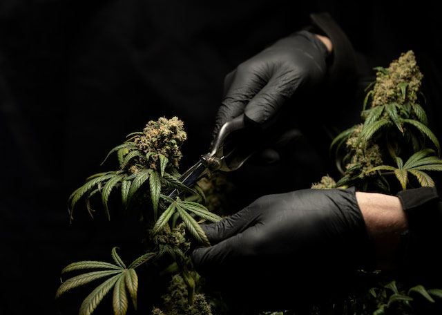  Black gloved hands using trimming shears to clip cannabis flower from a weed plant