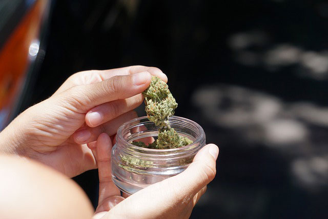 Person holding dried cannabis bud in one hand and a glass jar of bud in the other