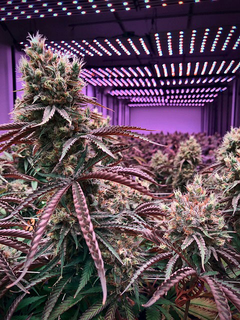 Mature cannabis plants in a purple-lit indoor grow room
