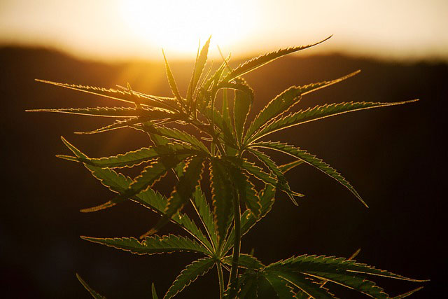 Cannabis plant in the foreground highlighted by a beautiful sunset in the background
