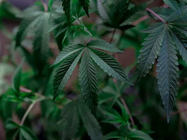 green cannabis leaves