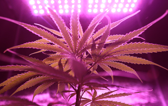 cannabis plant grown under lights