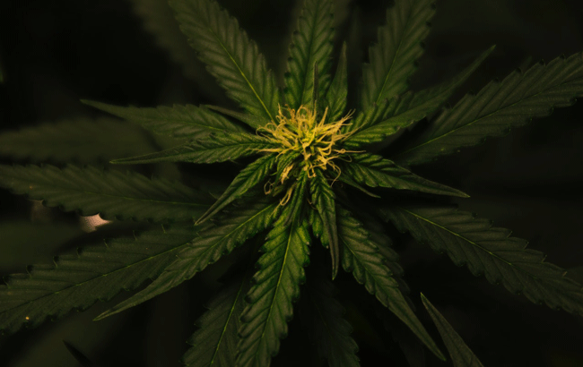 cannabis plant with yellow hairs
