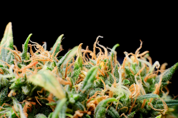 marijuana seeds for sale in brossard, quebec