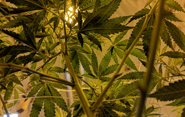 backlit view of cannabis leaves in grow room