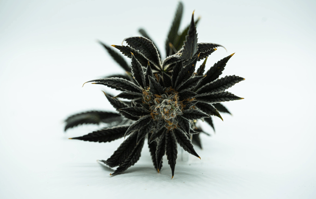 dark green cannabis plant
