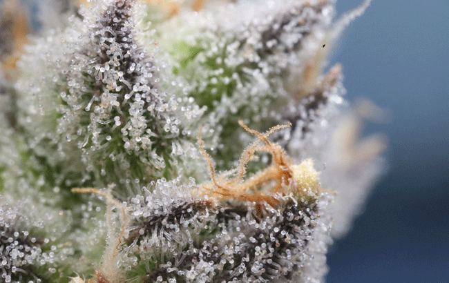 close up of resin on ready-to-harvest cannabis buds