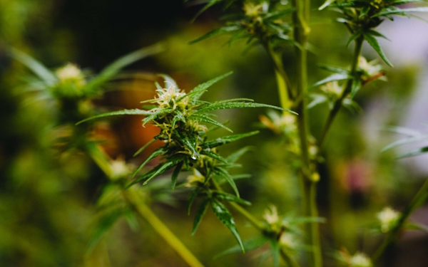 marijuana seeds delivery in dearborn