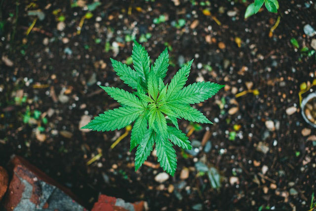  young cannabis plant in soil
