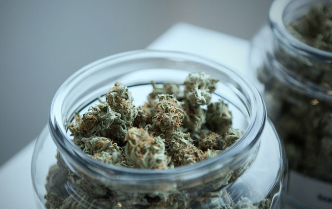 cannabis flower in a glass jar