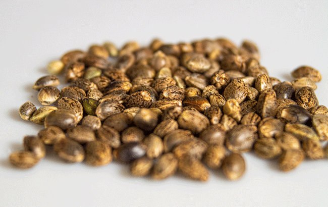 pile of cannabis seeds on white background