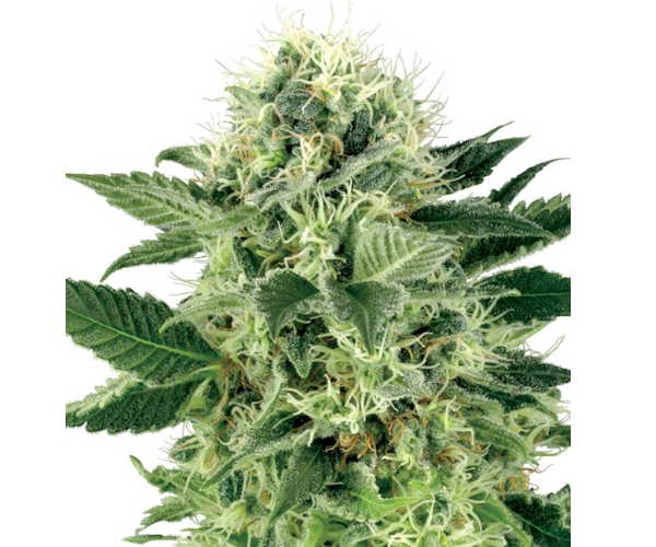 marijuana seeds for sale in colorado
