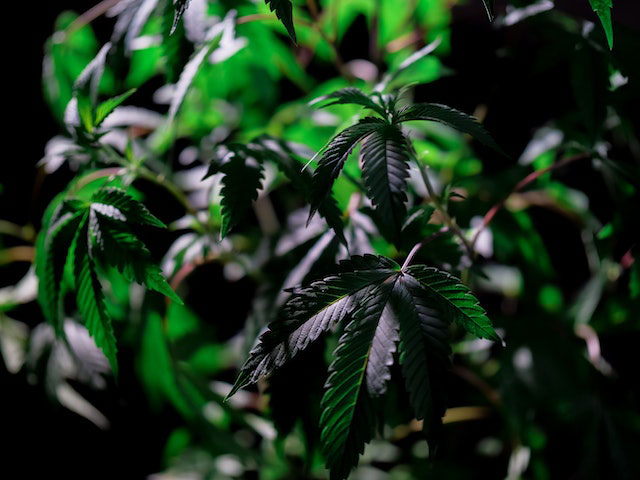 dark green cannabis plants