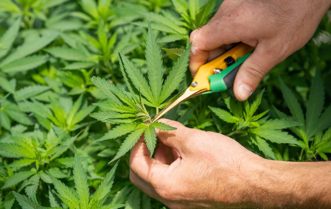 person cutting a marijuana plant with yellow scissors