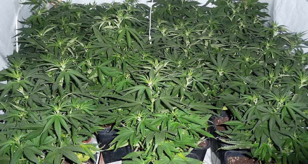 Cannabis sativa plants growing in pots