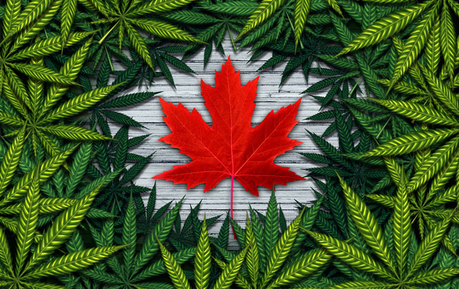 Red Maple Leaf surrounded by cannabis leaves