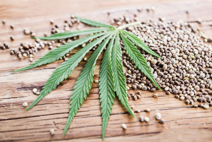 Marijuana leaf with seeds