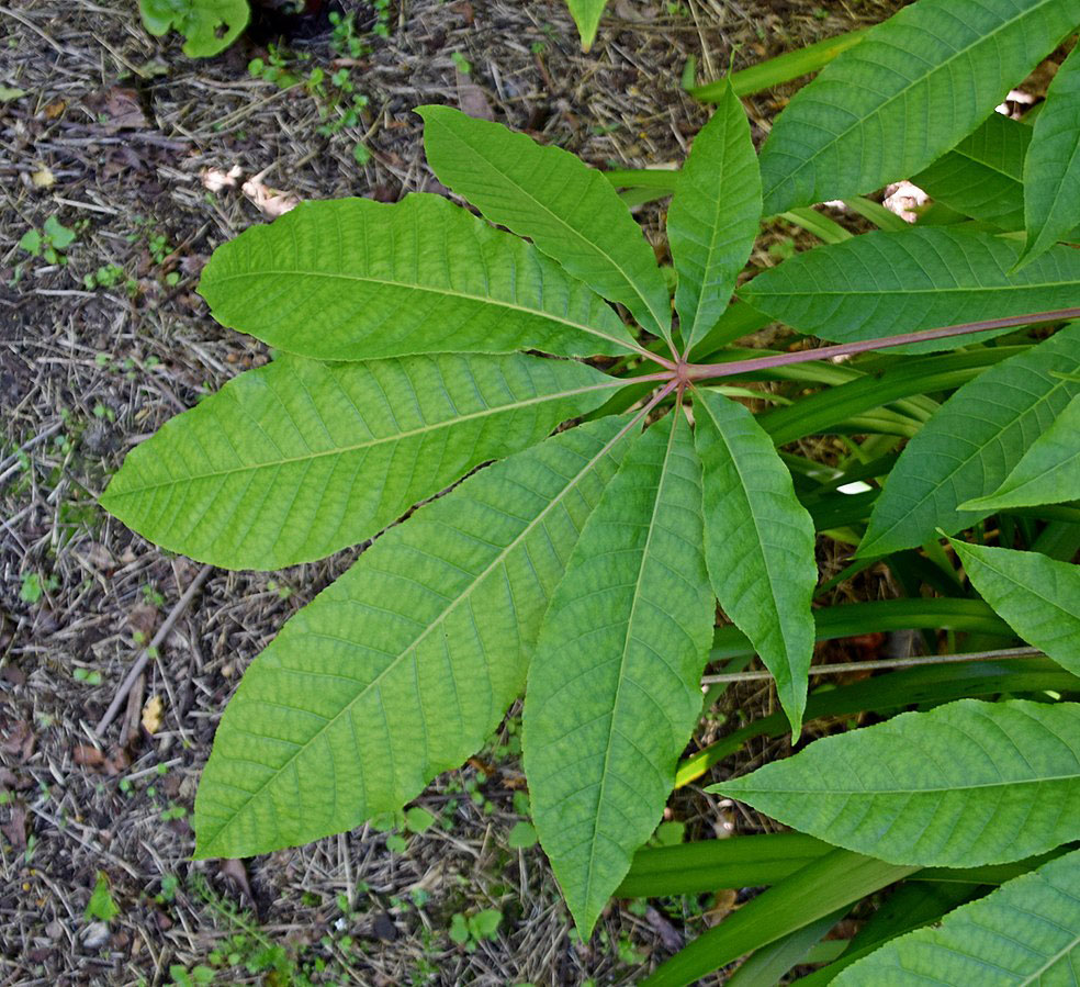 Close-up of an indica cannabis plant