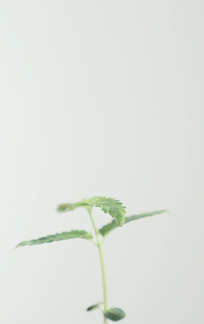 A young cannabis seedling