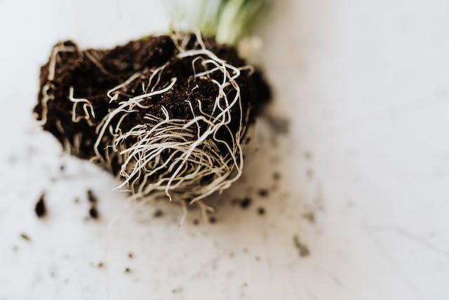 The roots of a seedling in soil