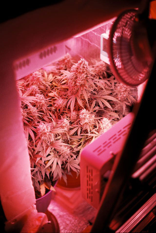 Cannabis plants in an indoor grow space beneath a grow light that casts a pinkish-red light