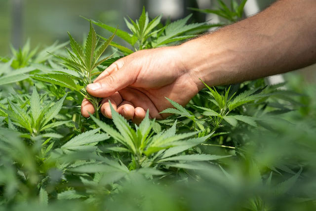  person holding cannabis leaves in a field