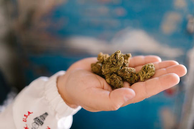 Dried cannabis in hand