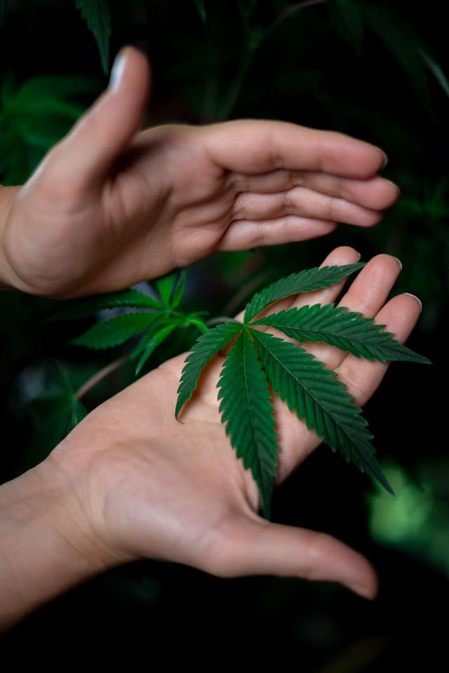 Close-up of a hand holding a green marijuana leaf