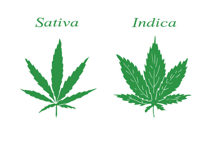 green leaves of cannabis, sativa and indica