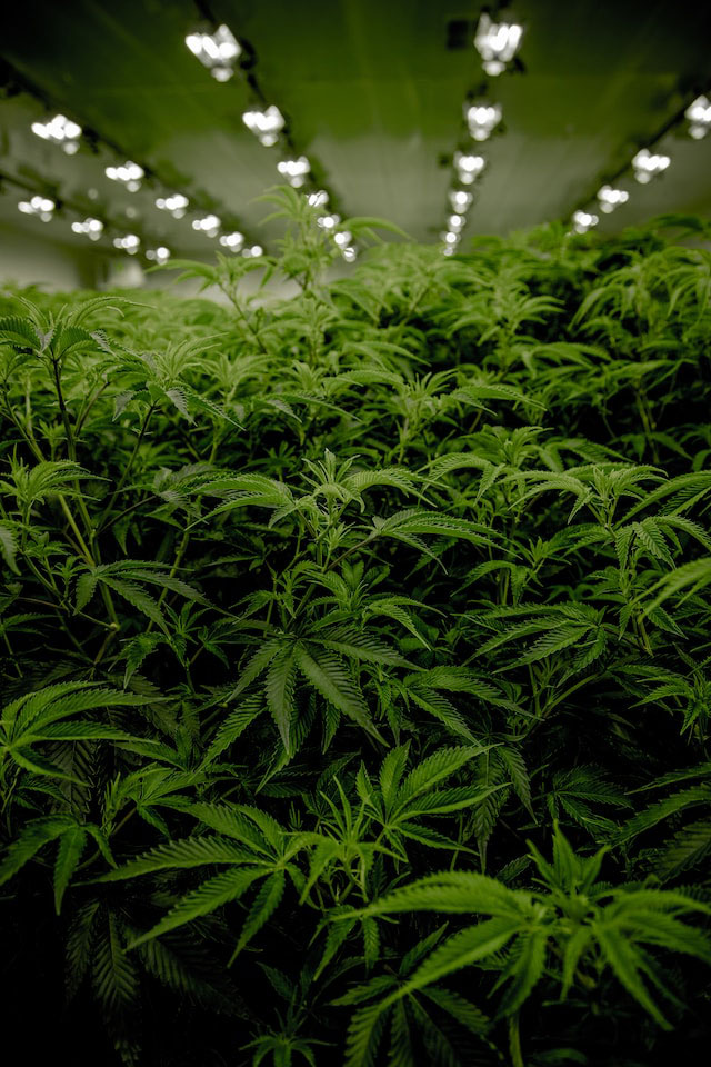 Numerous cannabis plants in a large indoor grow space