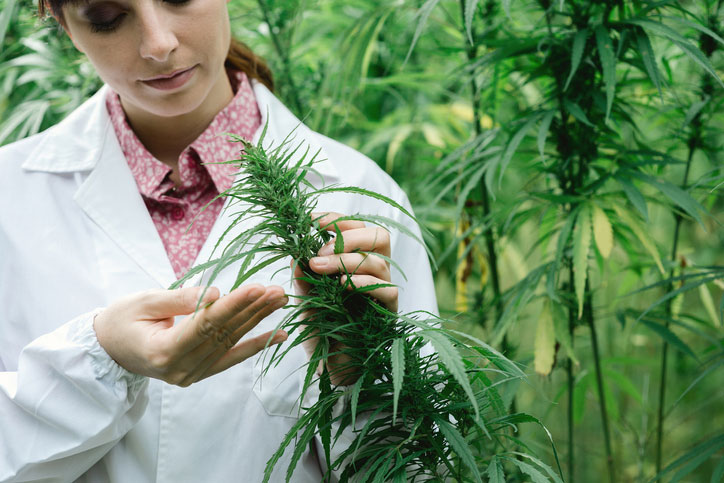 Scientist checking cannabis flowers