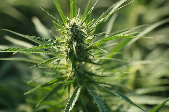 Closeup of a cannabis plant outside