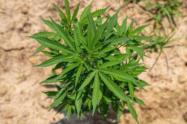 A marijuana plant growing outside in the sun