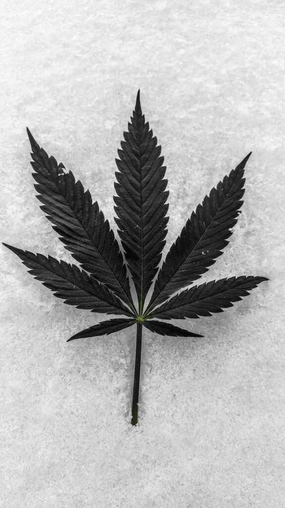 A marijuana leaf in black and white. 