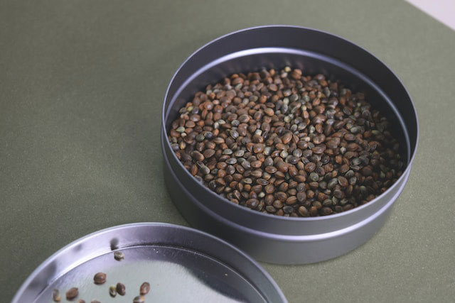 Feminized seeds in a silver tin with a few seeds in the lid of the tin