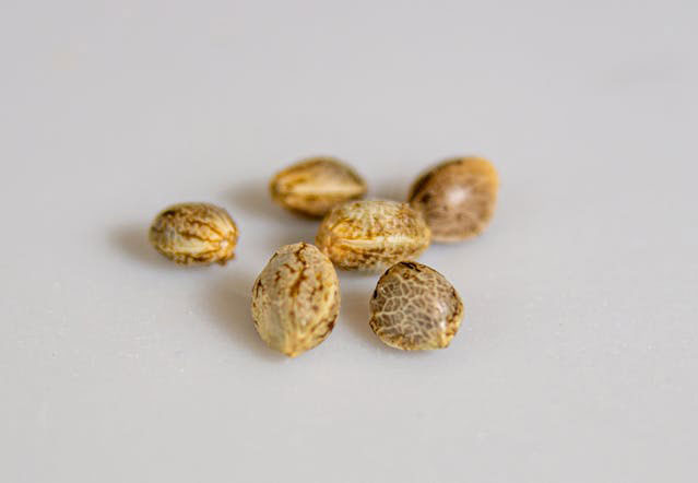 Six ungerminated marijuana seeds on a white surface and background