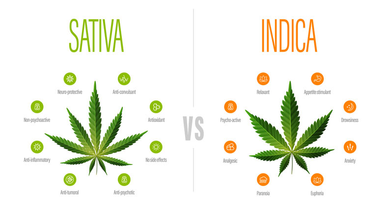 A picture of a sativa and indica marijuana plant and highlighting the differences
