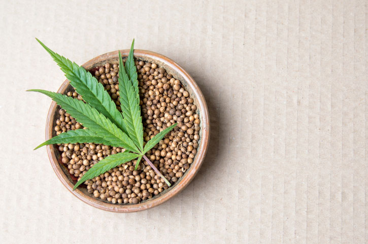 Marijuana leaf with seeds in dish