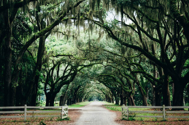 A beautiful road beneath an archway of trees in Savannah, Georgia.