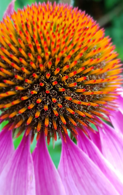 Close-up of an echinacea flower with its pink/purple petals and orange and red stigmas with pollen