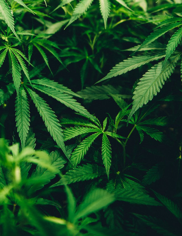 thick canopy of mature green marijuana plants