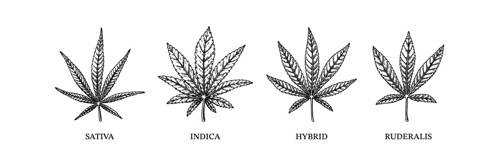 Cannabis indica, sativa, hybrid and ruderalis.