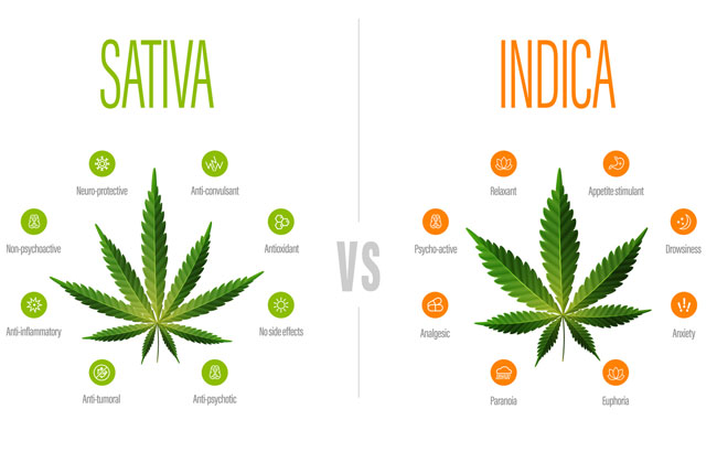 Sativa vs indica, white information poster