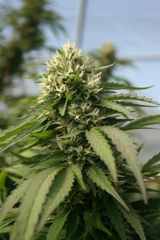 A green cannabis plant in its flowering stage