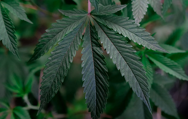 dark green marijuana plant