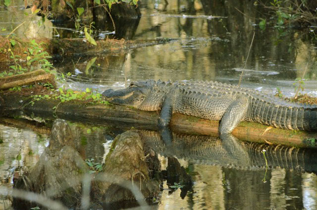  alligator on a log in the water