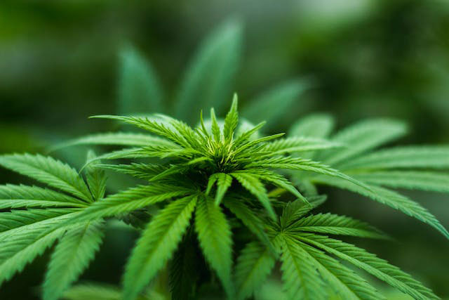 vibrant cannabis plant